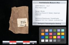 Foto (Objekt + Etikett) von Pinus hepios Unger (NHMW-GEO-2024-0188-0215)